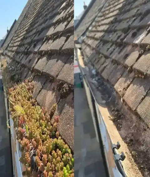 Before and after gutter clearance with built-up moss and debris removed. thumbnail